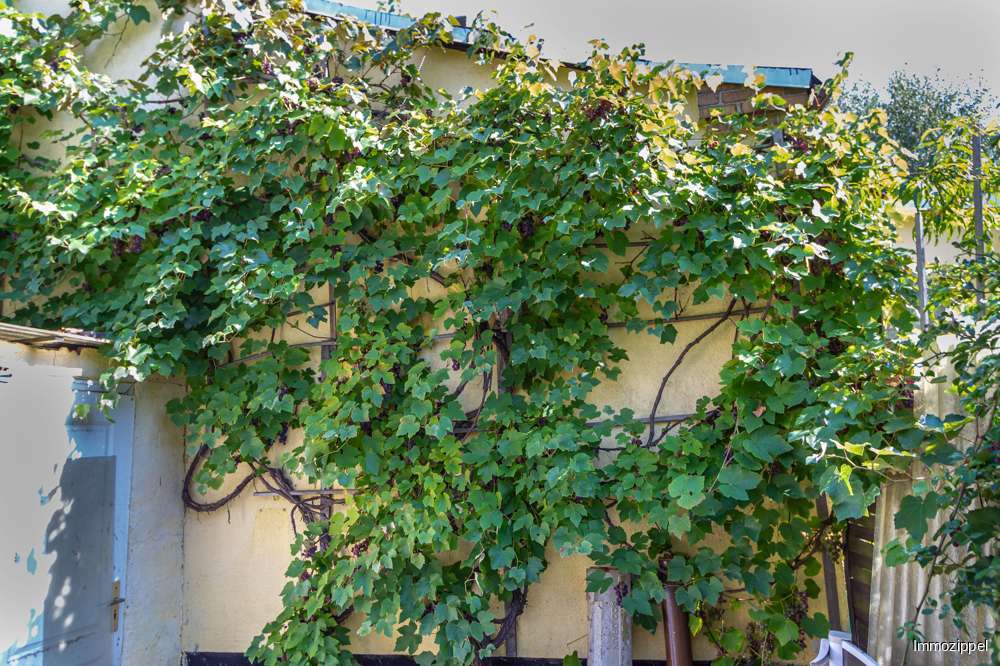 Weinstock am Freizeithaus