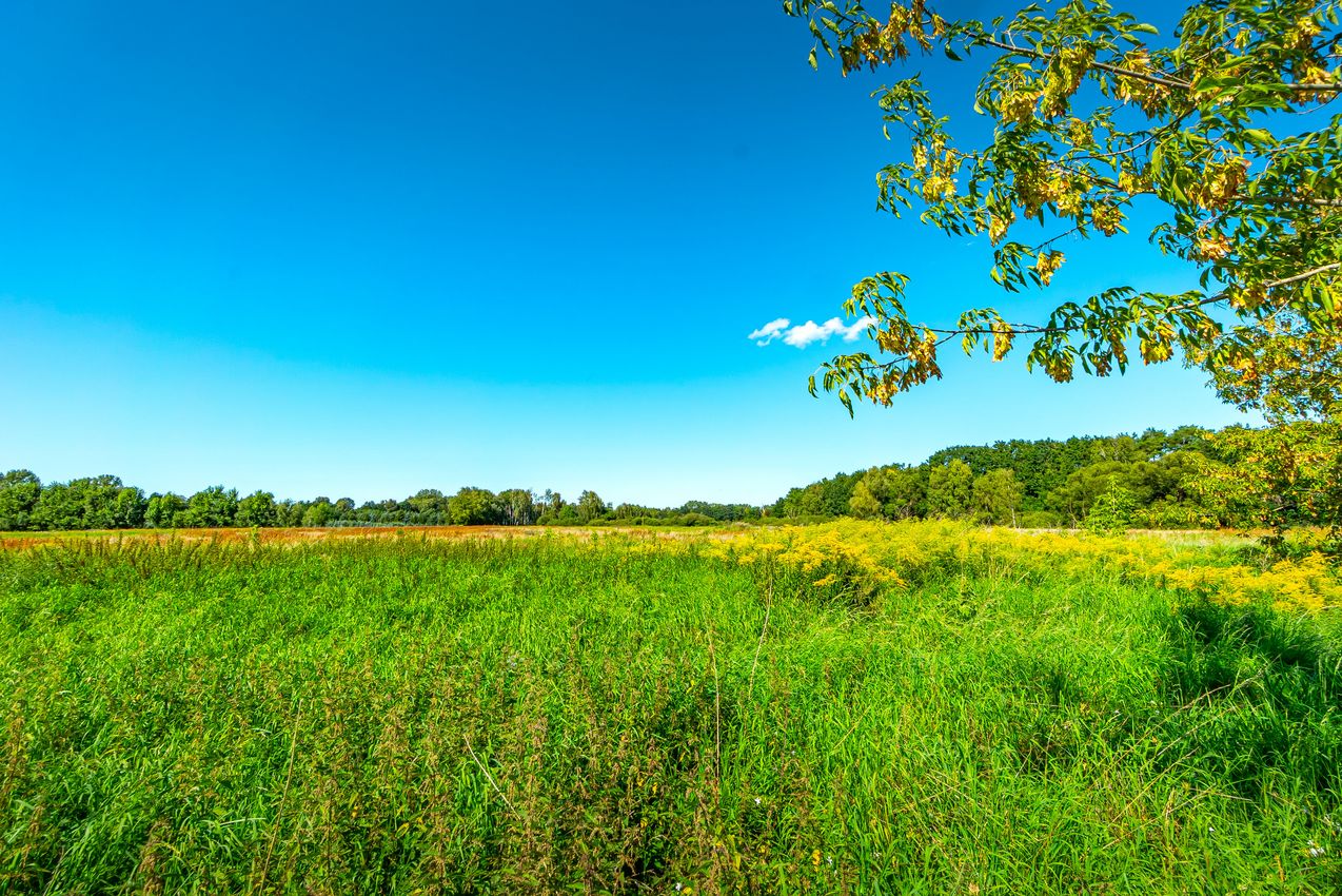 Wiesen auf der gegenüberliegenden Straßenseite