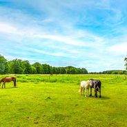 Pferdekoppel in der Nachbarschaft