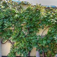 Weinstock am Freizeithaus